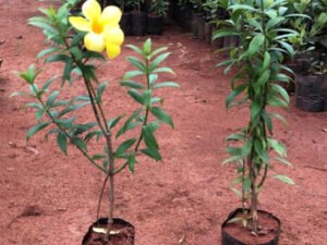 Allamanda Cathartica(Mini)