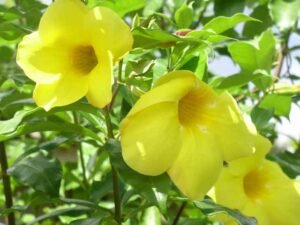 Buy Dwarf allamanda Plant- Bush yellow, Pentalinon luteum at Wholesale Price