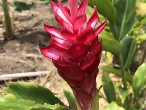 Alpinia Purpurata