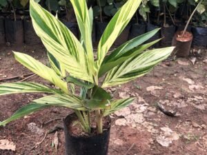 Alpinia Zerumbet Variegata