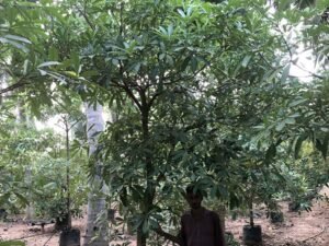 Alstonia Scholaris