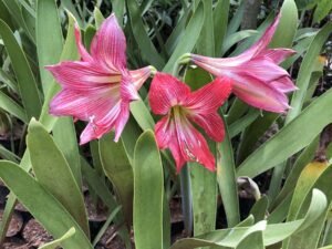 Amaryllis Belladonna