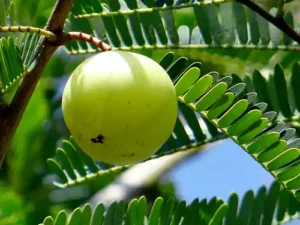 Amla plant, Indian gooseberry, Phyllanthus Emblica (Chakaiya) (Grafted)