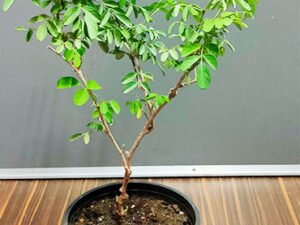 Buy Aparajita, Clitoria Ternatea, Gokarna at Wholesale Price