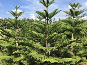 Araucaria Columnaris (Christmas Tree)