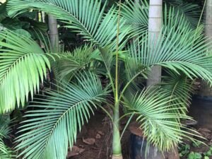 King Palm