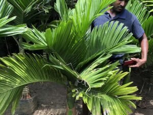 Areca Catechu Dwarf