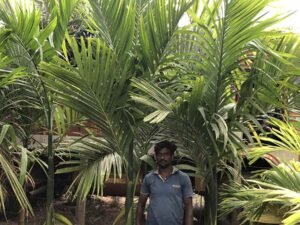Areca Catechu(Supari Palm)