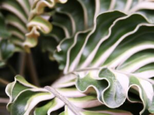 Discover the Beauty of Wavy Leaf Arenga | A Majestic and Versatile Plant