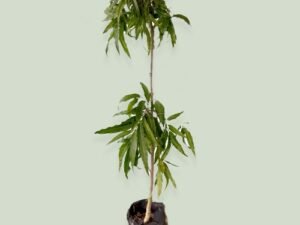 Ashoka Tree, Polyalthia longifolia Plant