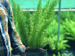 Asparagus Meyeri