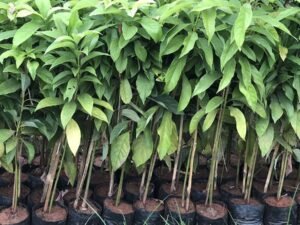 Avocado Persea Americana