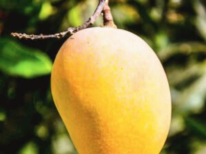 Badam Mango Plant
