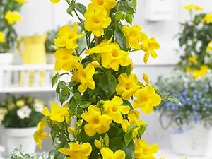 Cat claw Creeper (Bignonia Gracilis) Plant