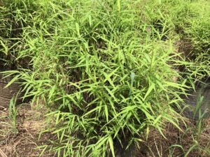 Bamboo Grass