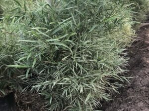 Bambusa Variegated