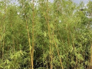 Bambusa Vulgaris (Golden Bamboo)