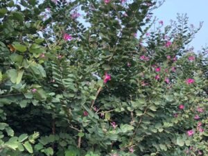 Bauhinia Purpurea