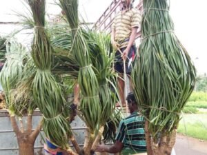 Ponytail Palm (Nolina Palm) Beaucarnea recurvata