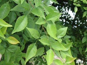 Bel Patra Aegle Marmelos  Bilva Patra Plant
