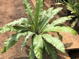 Bird Nest Fern