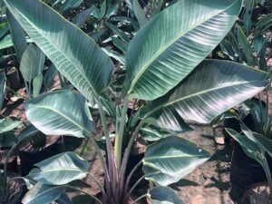 White Bird of Paradise White
