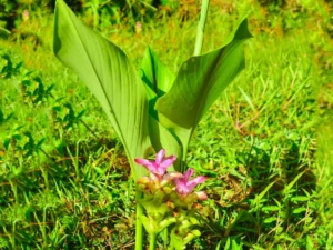 Black Turmeric, Kali haldi Curcuma caesia