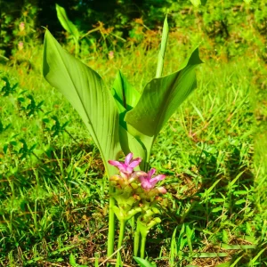 Black Turmeric, Kali haldi Curcuma caesia