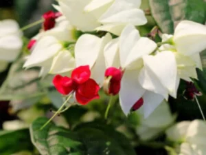 Bleeding Heart Vine Clerodendron Vine, Clerodendrum Thomsoniae