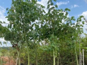 Bombax Ceiba
