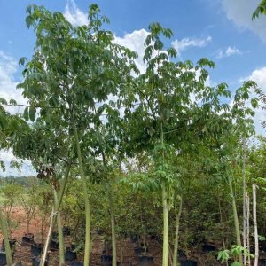 Bombax Ceiba