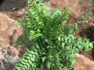 Boston Fern