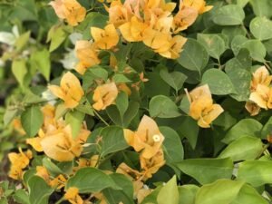 Bougainvillea Varieties