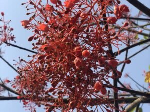 Brachychiton Acerifolius