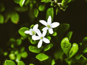Buy Brahmi Plant - Indian pennywort, herb of grace at Wholesale Price