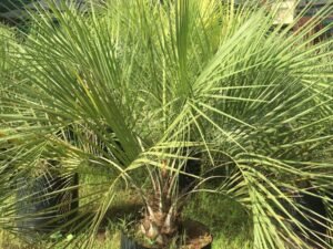 Butia Capitata