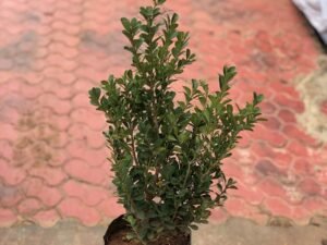 Buxus