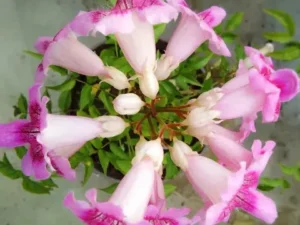 Pink Tecoma-Plant