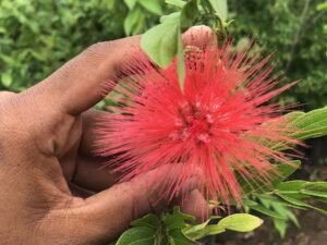 Calliandra Haematocephala
