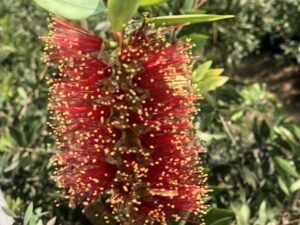 Callistemon Polandii