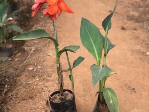 Red canna lily, Canna Species