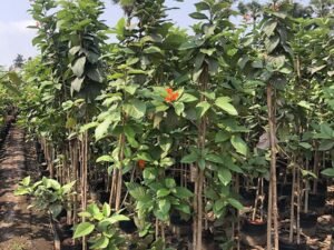 Cordia Sebestena