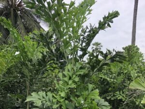 Caryota Mitis