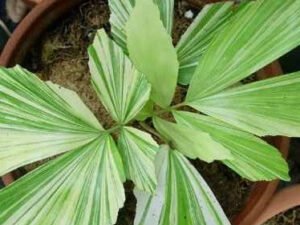 Beautiful Variegated Clumping Fish Tail Palm - Caryota Mitis Variegata for Sale