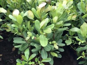 Cashew -Anacardium occidentale