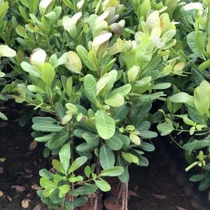 Cashew -Anacardium occidentale