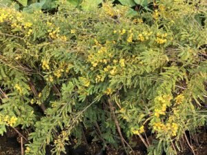 Cassia Biflora