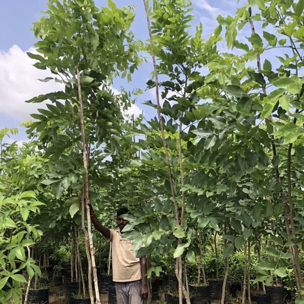 Cassia Fistula