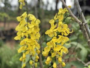 Amaltas, Cassia Fistula, golden shower tree
