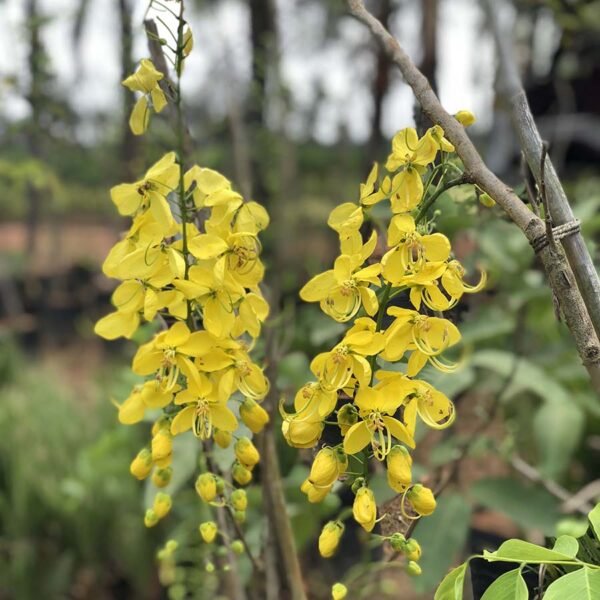 Amaltas, Cassia Fistula, golden shower tree